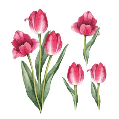 Watercolor tulip flowers clipart