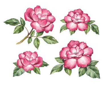 suluboya gül çiçekleri