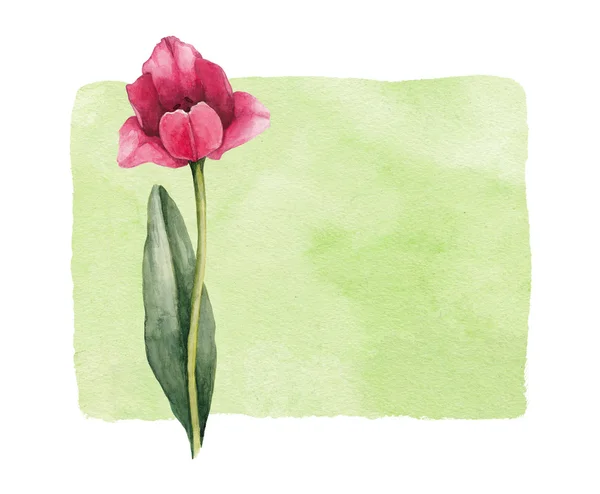 Watercolor tulip flower. — Stock Photo, Image