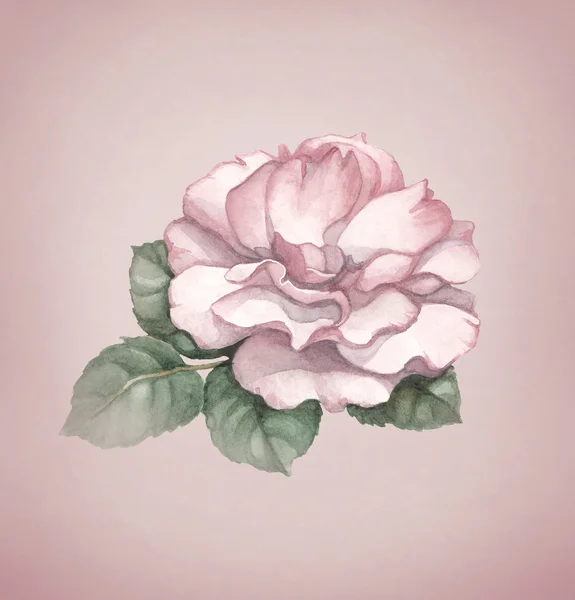 Akvarell kutya rose virág. — Stock Fotó