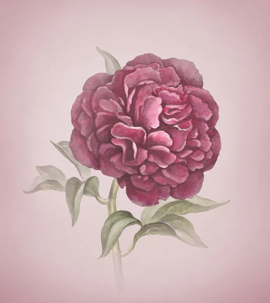 Akvarell bazsarózsa virág — Stock Fotó