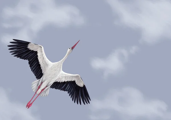 Hand Painted Background Stork Flying Sky Perfect Invitations Greeting Cards — Stock Photo, Image