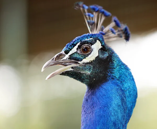 Pavão. Cabeça de pássaro selvagem . — Fotografia de Stock