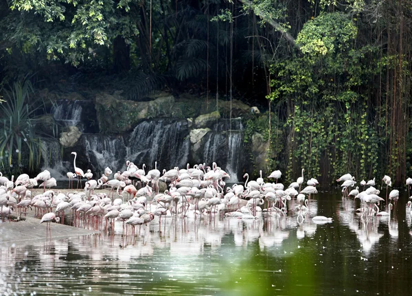 Roze flamingo's tegen de blauwe hemel. — Stockfoto