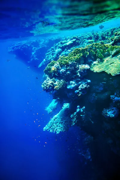 サンゴ礁の魚の水のグループ. — ストック写真