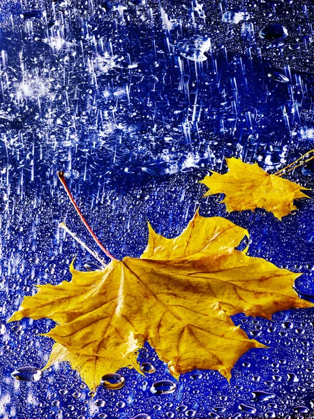 Осінній лист, що плаває на воді з дощем . — стокове фото