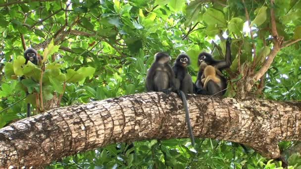 opice v tropických deštných pralesů