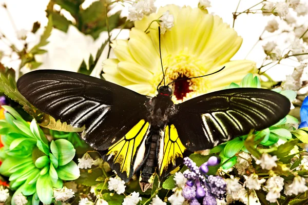 Borboleta e flor . — Fotografia de Stock