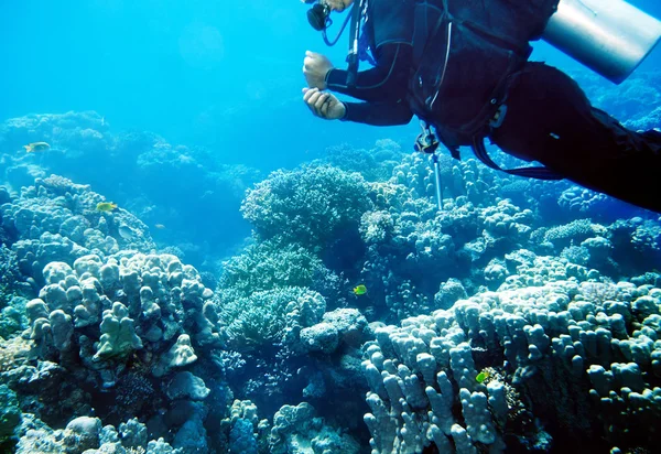 Buceador en el agua . — Foto de Stock