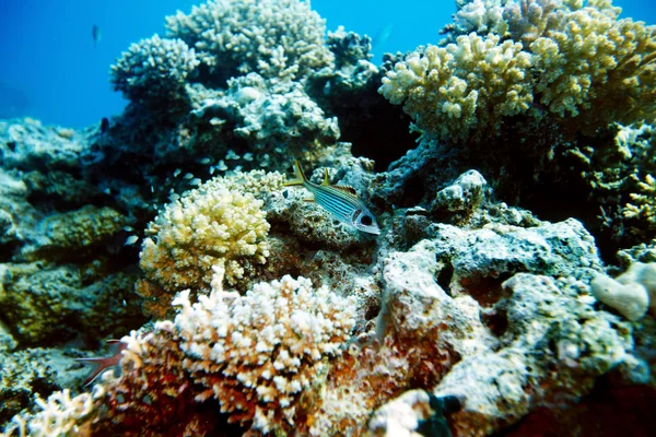 Grupo de peces de coral agua . —  Fotos de Stock
