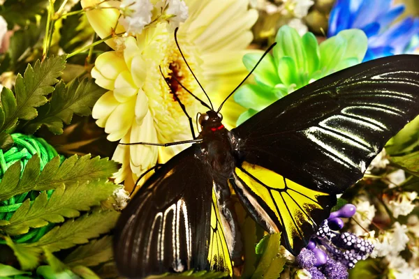 Farfalla e fiore . — Foto Stock