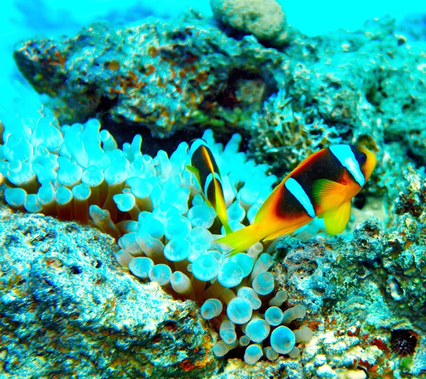 Grupo de peces de coral en el agua . — Foto de Stock