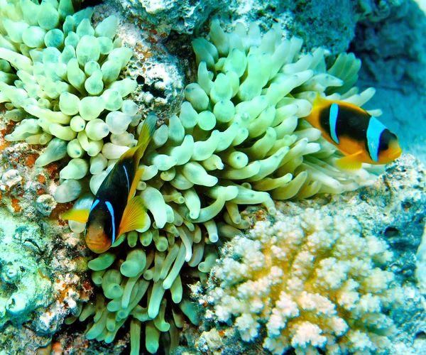 Grupo de peces de coral agua . —  Fotos de Stock