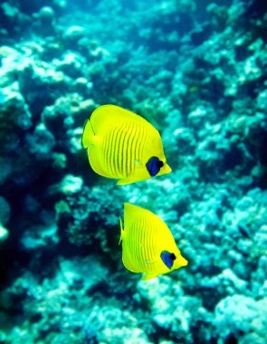 mercan balık suda grup.