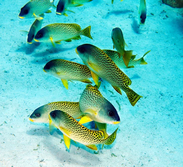 Group of coral fish in water. — Stock Photo, Image