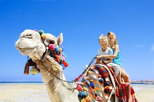 Toeristen rijden camel op het strand van Egypte. Stockafbeelding