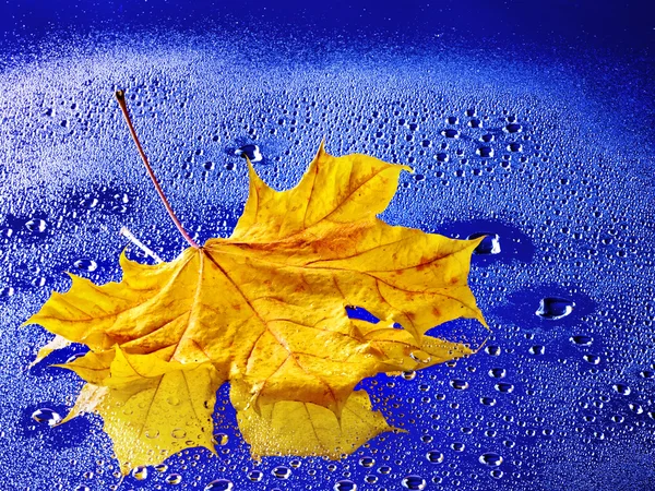 Herfstblad drijvend op het water met regen. — Stockfoto