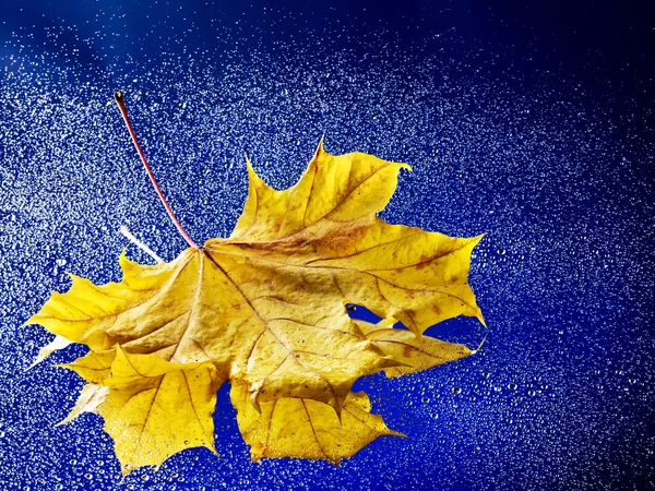 Folha de outono flutuando na água com chuva . — Fotografia de Stock