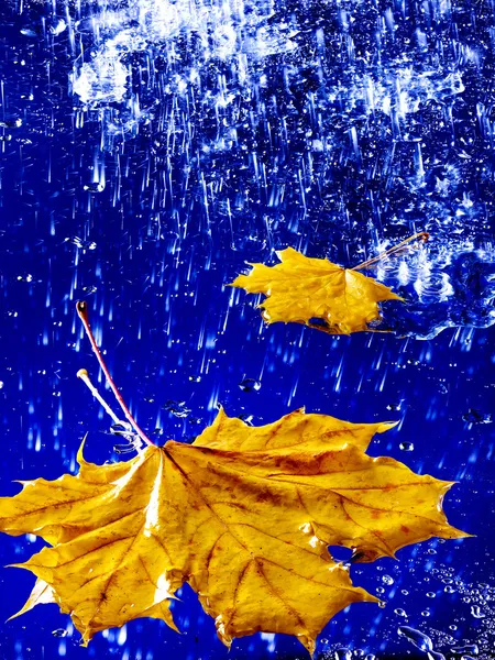 Úszó víz, eső, őszi levél. — Stock Fotó