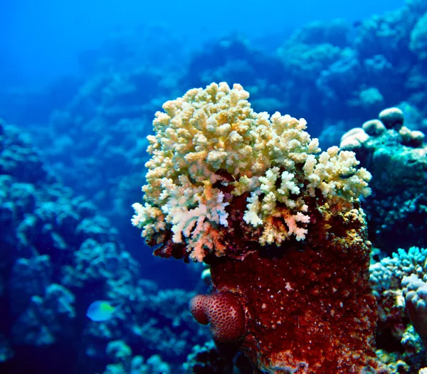 Coral de água de peixe — Fotografia de Stock