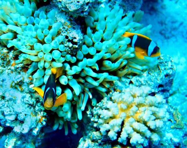 Korálové ryby ve vodě — Stock fotografie