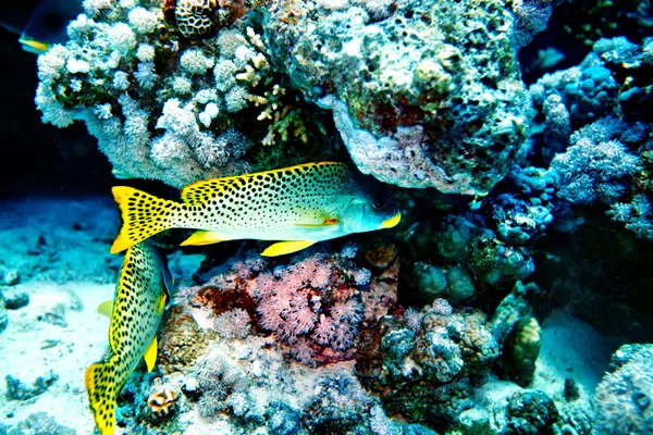 Peces de coral en el agua —  Fotos de Stock