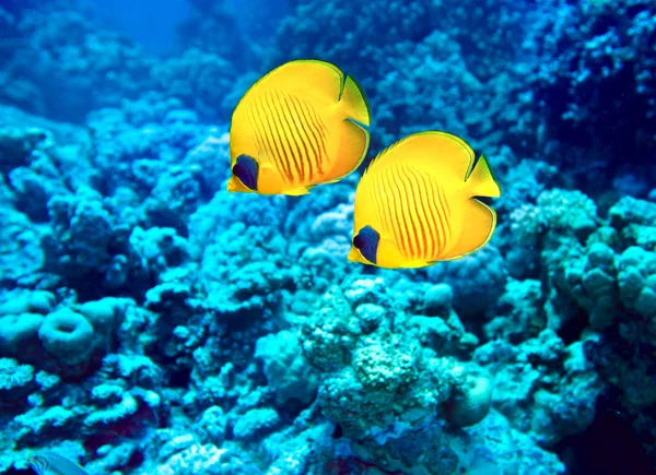 Peces de coral en el agua —  Fotos de Stock