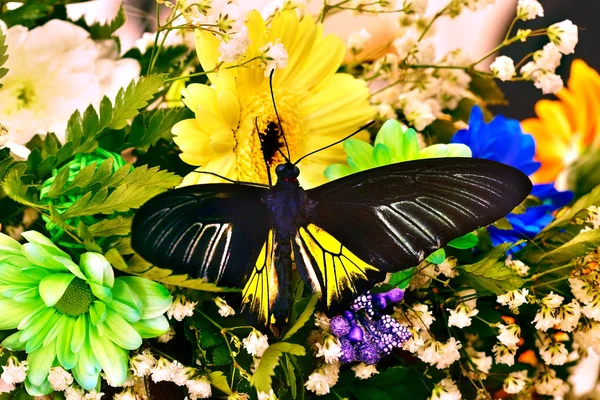 Schmetterling und Blumen. — Stockfoto