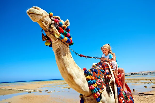 Toeristen rijden camel op het strand van Egypte. Stockfoto