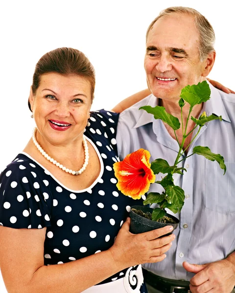 Old couple holding flower. — Stock Photo, Image