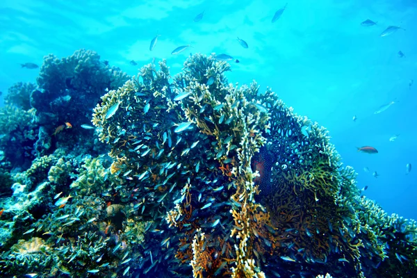 Grupp av korall fiskevatten. — Stockfoto