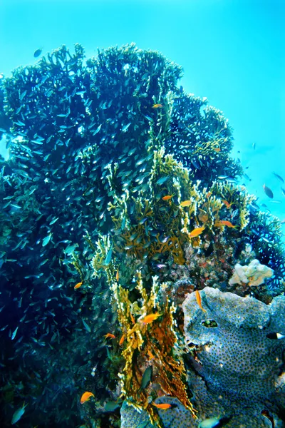 Korall hal vízben csoportja. — Stock Fotó