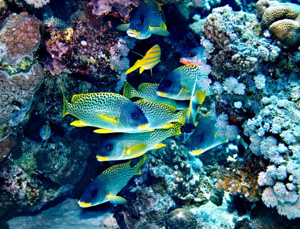 Skupina korálových ryb ve vodě. — Stock fotografie