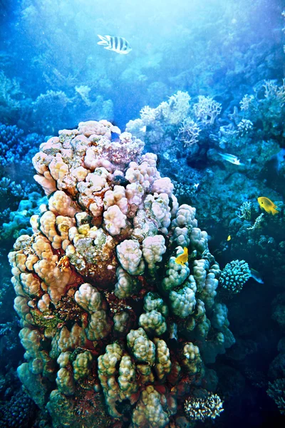Gruppo subacqueo in acqua . — Foto Stock