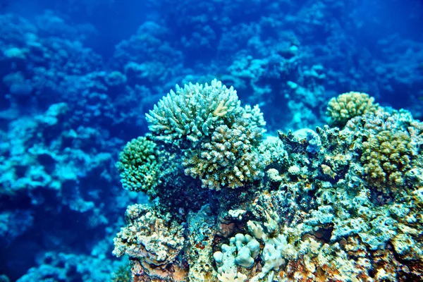 Grupo de peces de coral agua . —  Fotos de Stock