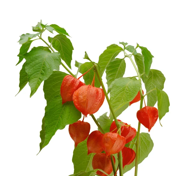 Physalis — Φωτογραφία Αρχείου