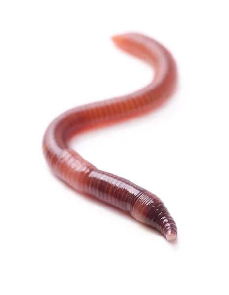 Earthworm — Stock Photo, Image