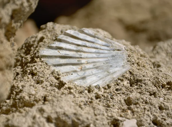 Shell fossil — Stock Photo, Image