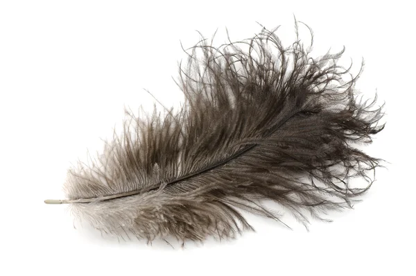 Feather — Stock Photo, Image