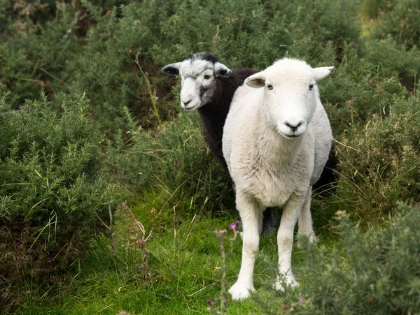 Two sheep curious stare at camera — Stock Photo, Image