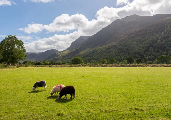 Pecore pascolano vicino Buttermere Lake District — Foto Stock