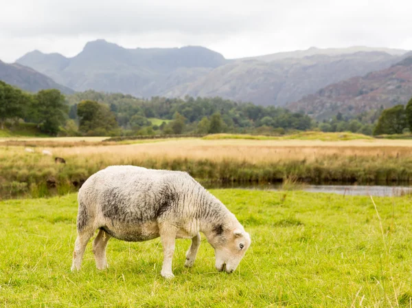 Pecore di fronte a Langdale Pikes nel Lake District — Foto Stock