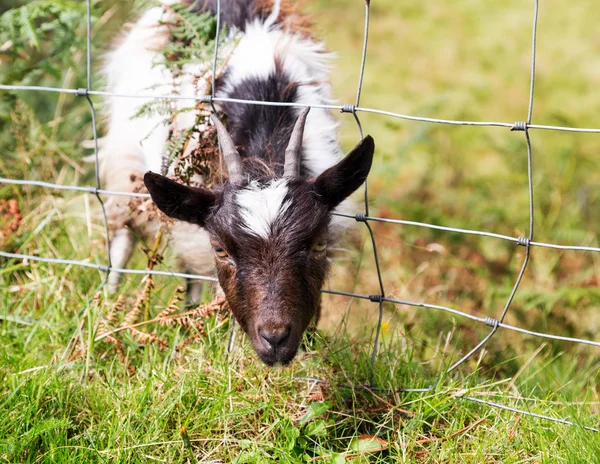 Tête d'agneau ou de mouton coincée dans une clôture métallique — Photo