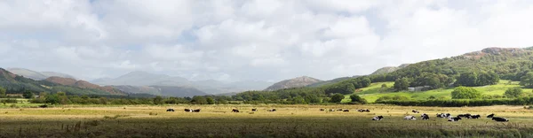 Prados e vacas em Lake District England — Fotografia de Stock