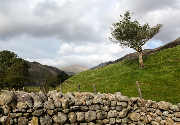 Gammal stenmur i lake district — Stockfoto