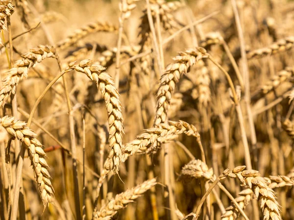 Orejas de maíz en los campos de Inglaterra — Foto de Stock