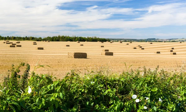 Błękitne niebo nad pola kukurydzy w Anglii — Zdjęcie stockowe