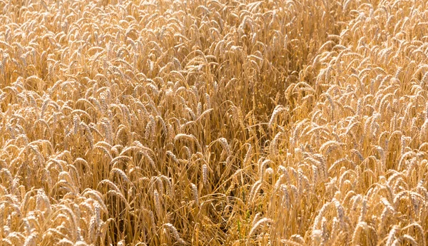 Orejas de maíz en los campos de Inglaterra — Foto de Stock