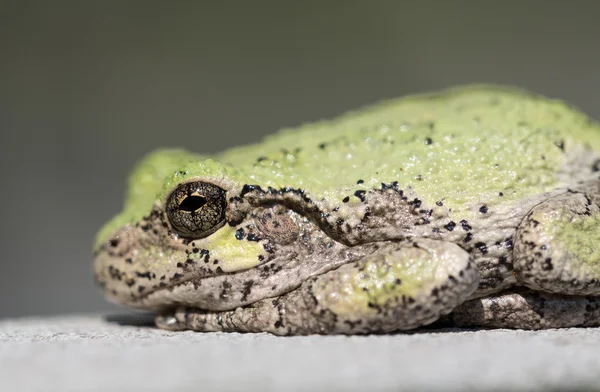 Concentrazione ristretta sull'occhio di rana o rana — Foto Stock