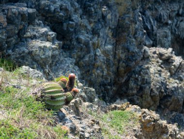 Turk ün Cap kaktüs St Martin